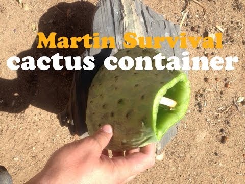 how to harvest prickly pear cactus fruit