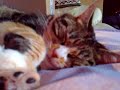my crazy cat