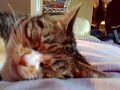 my  crazy   cat