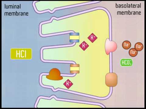 how to treat gastro