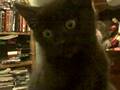videos de Rocco and Cho-Cho San playing on my leg