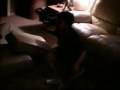 videos de Wrestling Mishap 2
