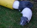 Guinea Pigs Run