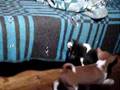 Basenji video