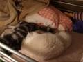 しっぽが気になって寝れない～猫(=^・^=)　I cannot sleep～