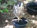 opera falcon