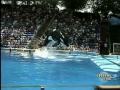 Whale Kills Trainer at Sea World - YouTube