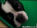 Mr  Lonely Dog and other Videos on StupidVideos com