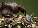 カイツブリの抱卵 (Little Grebe)