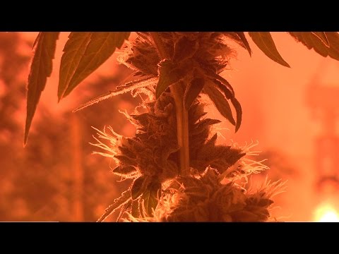 how to harvest by trichomes