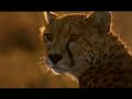 Interpol - Heinrich Maneuver (Big Cats) Interpol - Heinrich Maneuver (Big Cats)