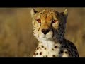 Interpol - Heinrich Maneuver (Big Cats)