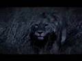 Interpol - Heinrich Maneuver (Big Cats)