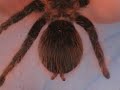 paj?k (spider) ROBACZEK