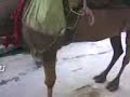 camel in Rawalpindi