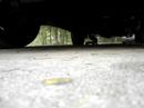 Squirrel Video Three
