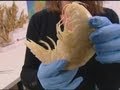Lobster-sized giant prawn found in New Zealand