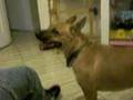 un perro singando