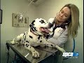 spcaLA Pet Tips: General Pet Health spcaLA Pet Tips: General Pet Health
