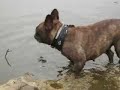 French   Bulldog  day in Uden