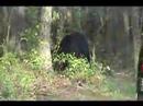Bear Encounter