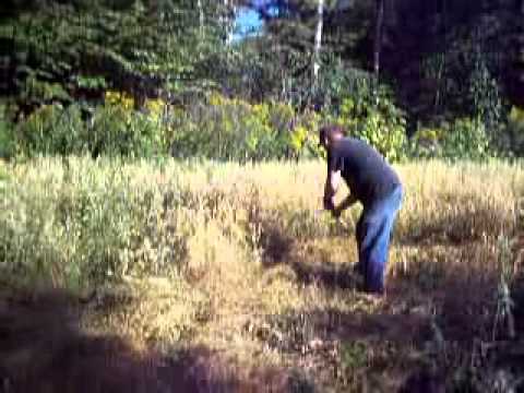 how to harvest hulless oats