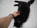 Lucky the Purry Affectionate Player - Adopted!