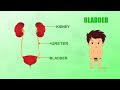 20 BLADDER - Learn about Human Body Parts For Kids (Tamil)