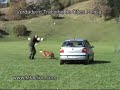 Cães Policia - Por Celso Alves