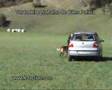 Cães Policia - Por Celso Alves