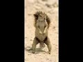 Nutty
