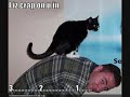 Very Very funy cats 2 using amped mean kitty music