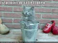 Very Very funy cats 2 using amped mean kitty music