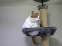 動かない・・・