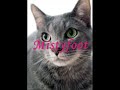 Greystripe and Silverstream - Heaven