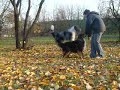 Chockusiowo Astkowe przeskoki