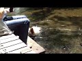 Click here to watch this video 三島源兵衛川