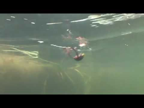 2012 strike king lures