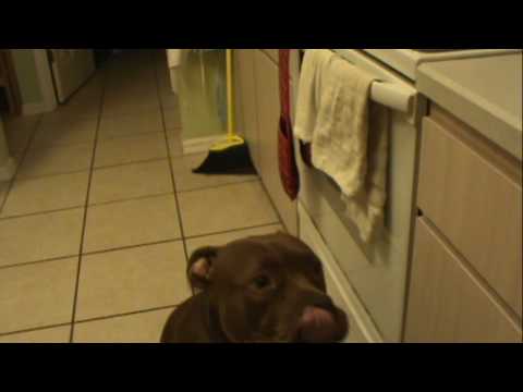 how to administer benadryl to dogs