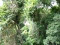 Tikal-Rita Zipline.MOV
