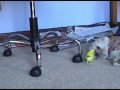 Jaws V Beak