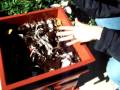 Worm Farming Predators default Worm Farming Predators
