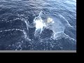 Biyadhoo dolphin watching