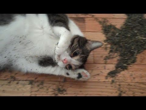 Catnip Overdose!