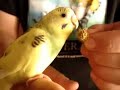 A hungry happy bird