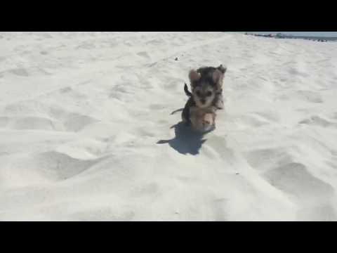 Romeo loves running on the beach at sunset