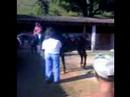 Papai e o Cavalo