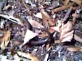 legless lizard