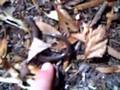 legless lizard