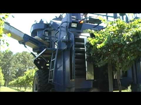 how to harvest wine grapes